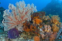 Sea fan, part of coral reef, Komodo Island, Indonesia