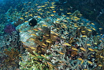 Anthias (Anthias sp) and Cardinalfish (Apogonidae) school on coral reef, Komodo Island, Indonesia