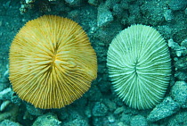 Mushroom Coral (Fungiidae) show fluorescence (and not) under normal daylight filtered by seaswater, 40 feet deep, Komodo Island, Indonesia. Sequence 1 of 2