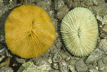 Mushroom Coral (Fungiidae) don't show flourescence as much when illuminated by the light of a camera flash, 40 feet deep, Komodo Island, Indonesia. Sequence 2 of 2
