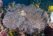 Pink Anemonefish (Amphiprion perideraion) pair in Magnificent Sea Anemone (Heteractis magnifica), Komodo Island, Indonesia