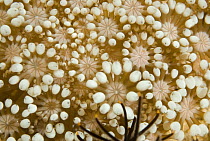 Coral polyps feeding, Komodo Island, Indonesia