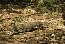 Komodo Dragon (Varanus komodoensis), vulnerable species, Komodo Island, Indonesia
