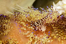 Coleman's Shrimp (Periclimenes colemani) hiding among venomous spines of Fire Urchin (Asthenosoma varium), Komodo, Indonesia