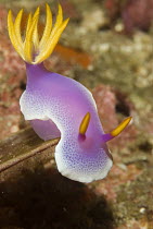 Nudibranch (Hypselodoris bullockii), Komodo Island, Indonesia