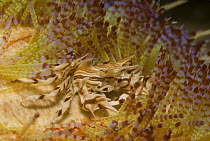 Adam's Urchin Crab (Zebrida adamsii) living among venomous spines of sea urchin, Komodo Island, Indonesia