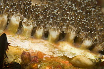 Coral polyps open and extended to feed in the ocean current, Komodo National Park, Indonesia