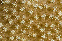 Leather Coral (Sarcophyton sp) polyps, Komodo Island, Indonesia