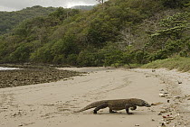 Komodo Dragon (Varanus komodoensis) on beach, Komodo Island, Indonesia