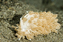 Shagrug Nudibranch (Aeolidia papillosa) mimics a type of soft coral, Komodo Island, Indonesia