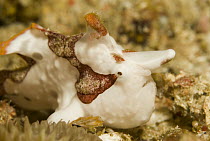 Warty Frogfish (Antennarius maculatus) with this red and white coloration, Komodo Island, Indonesia