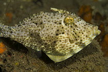 Weedy Filefish (Chaetoderma penicilligera), Komodo Island, Indonesia