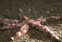 Sea Star (Pharia pyramidata) releasing sperm and eggs into current, Komodo Island, Indonesia