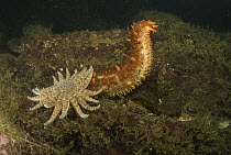Sea cucumber exhibits escape response when threatened by arms of Sunflower Sea Star (Pycnopodia helianthoides), Vancouver Island, British Columbia, Canada. Sequence 1 of 3