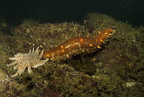 Sea cucumber exhibits escape response when threatened by arms of Sunflower Sea Star (Pycnopodia helianthoides), Vancouver Island, British Columbia, Canada. Sequence 2 of 3