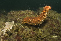 Sea cucumber exhibits escape response when threatened by arms of Sunflower Sea Star (Pycnopodia helianthoides), Vancouver Island, British Columbia, Canada. Sequence 3 of 3