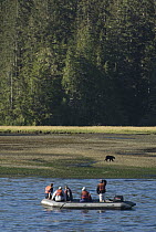 Black Bear (Ursus americanus) and tourists, Vancouver Island, British Columbia, Canada