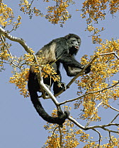 Mantled Howler Monkey (Alouatta palliata) male feeding on flowers of Padauk (Pterocarpus michelianus) tree, Lomas de Barbudal Biological Reserve, Guanacaste, Costa Rica