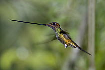 Sword-billed Hummingbird (Ensifera ensifera) male flying, Ecuador