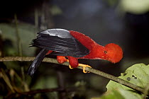 Andean Cock-of-the-rock (Rupicola peruvianus) male, Tandayapa Valley, Andes, Ecuador