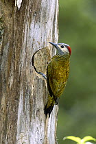 Golden-olive Woodpecker (Colaptes rubiginosus) female at nest hole, Monteverde Cloud Forest, Costa Rica
