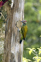 Golden-olive Woodpecker (Colaptes rubiginosus) male at nest hole, Monteverde Cloud Forest, Costa Rica