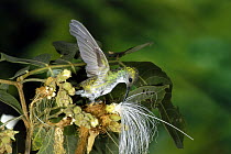 Mangrove Hummingbird (Amazilia boucardi) female at River Koko (Inga vera) flower, Costa Rica