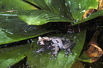 Crowned Frog (Anotheca spinosa) male seeking shelter in bromeliad during rain storm, Costa Rica