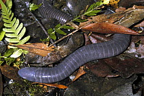 Caecilian (Gymnopismultiplicata) amid leaf litter on forest floor, Monteverde Cloud Forest, Costa Rica