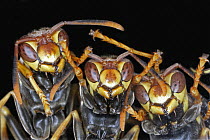 Paper Wasp (Polistes instabilis) trio, Costa Rica