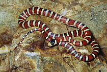 Arizona Mountain King Snake (Lampropeltis pyromelana) a non-venomous species mimics venomous Coral Snake with similar banded pattern, Chiricahua Mountains, Arizona