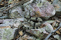 Banded Rock Rattlesnake (Crotalus lepidus klauberi) sunning, Arizona