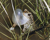 Great Plains Toad (Bufo cognatus) male calling, native to North America