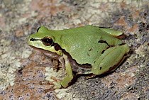 Mountain Treefrog (Hyla eximia), Huachuca Mountains, Arizona