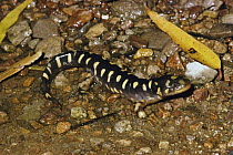 Eastern Tiger Salamander (Ambystoma tigrinum), native to North America