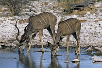 Greater Kudu (Tragelaphus strepsiceros) male and female at waterhole, Etosha National Park, Namibia
