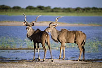 Greater Kudu (Tragelaphus strepsiceros) males, Etosha National Park, Namibia