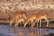 Black-faced Impala (Aepyceros melampus petersi) male, females, and young drinking at waterhole, Etosha National Park, Namibia