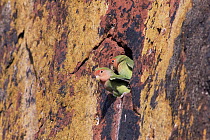 Peach-faced Lovebird (Agapornis roseicollis) pair mating in nest hole in rock cliff, Waterberg Plateau Park, Namibia