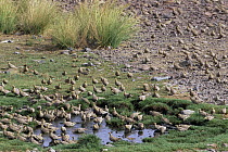 Namaqua Sandgrouse (Pterocles namaqua) flock visiting permanent waterhole to drink and males collect water in feathers to take to young, Namibia
