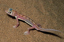 Namib Sand Gecko (Palmatogecko rangei) on sand dunes, Namib Desert, Namibia
