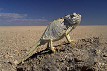 Namaqua Chameleon (Chamaeleo namaquensis) thermoregulating, Namib Desert, Namibia