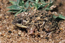 Mottled Shovel-nosed Frog (Hemisus marmoratus) burrowing into ground, South Africa