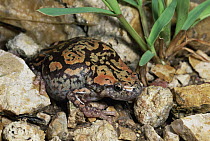 Marbled Rubber Frog (Phrynomerus annectens), Namib Desert, Namibia