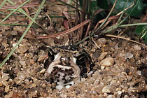 Rain Frog (Breviceps sp) burrowing into ground, South Africa