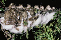 Grey Tree Frog (Chiromantis xerampelina) group foam nesting over seasonal pond, South Africa
