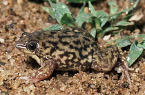 Mottled Shovel-nosed Frog (Hemisus marmoratus), South Africa