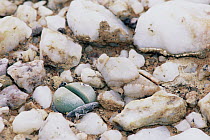 Cricket (Gryllidae) camouflaged as stone beside a stone plant, Knersvlakte Desert, Namibia