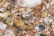 Cricket (Gryllidae) camouflaged as stone, Kmersvlakte Desert, Namibia