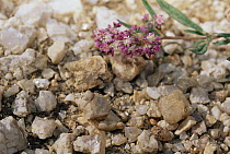 Grasshopper camouflaged as a stone, Namib Desert, Namibia